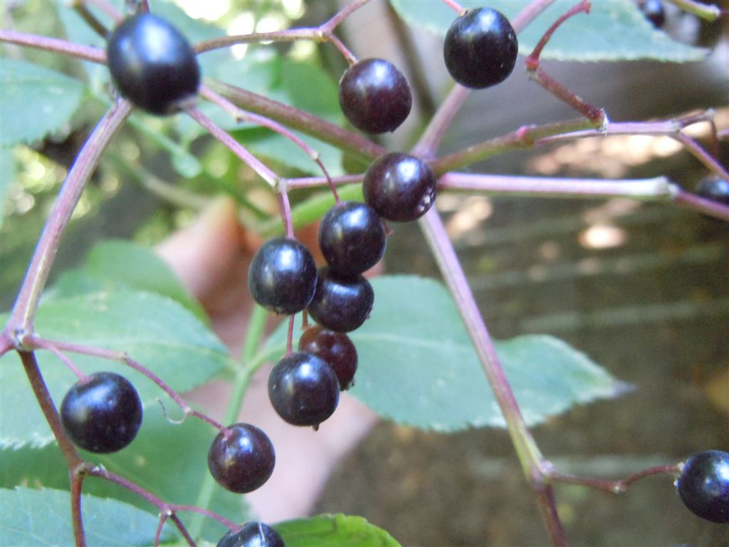 Sambucus nigra